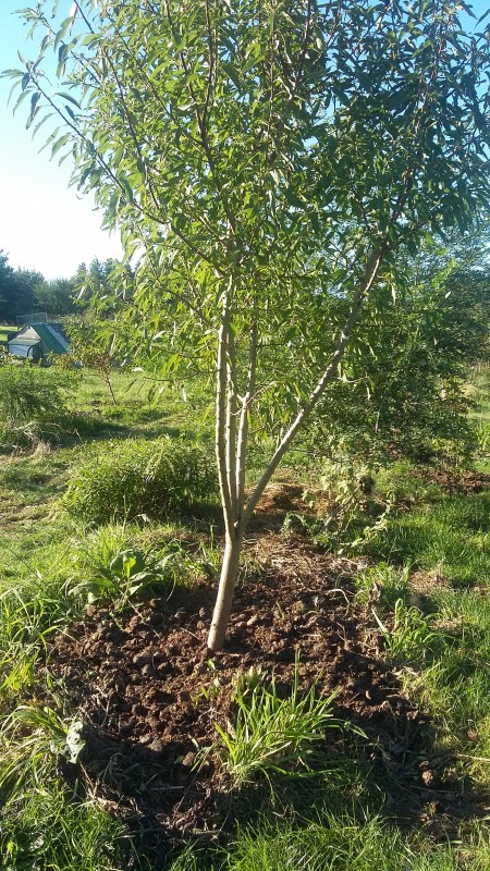 Almond tree mulched in readiness for a bumper crop!